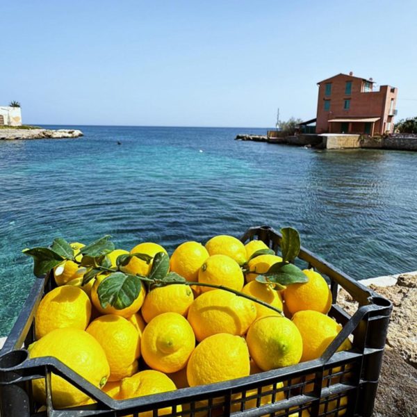 Il limone della Piana di Bagheria è un nuovo Presidio Slow Food