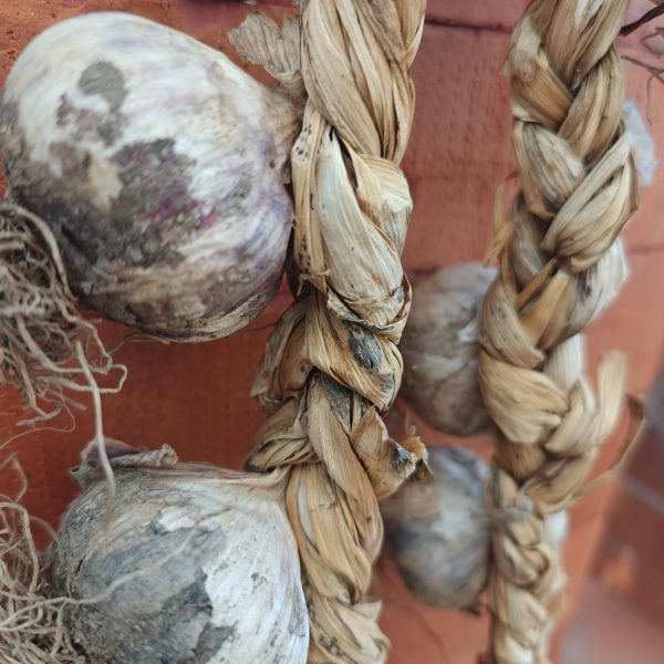 L’aglio rosa di Nicastro è un nuovo Presidio Slow Food